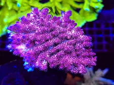 WWC Christmas Mirabilis Acropora * Acro * Live Coral Frag * AJs Aquariums
