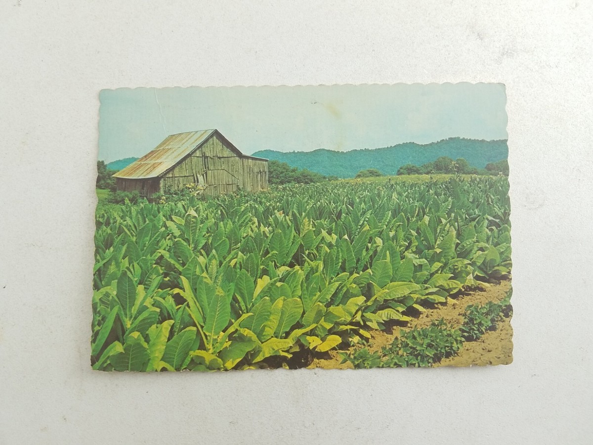 tobacco store robertsdale Discount Tobacco Outlet - Reviews, Photos & Phone Number - Updated May 2026  - Tobacco Shops in Baldwin County, Alabama (AL)