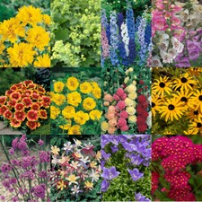 Cottage Garden Perennials 12 x Plug Plants