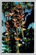 Vtg Postcard Monarch Butterflies Pacific Grove California Insects Nature Wings