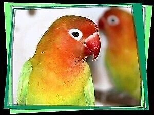 Birdtalk Bird Toys Boutique Birdie Bed Seagrass Hammock Hut Parrot Bird Toy - Picture 3 of 11