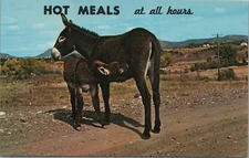 Hot Meals At All Hours Donkey And Foal Postcard