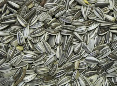 GARDENGURU 30kg Sonnenblumenkerne Gestreifte Vogelfutter Ganzjahresvogelfutter Vögel 30 kg