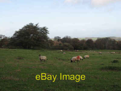 Photo 6x4 Red Rumped Sheep Fearby Some of the sheep in a field near ...