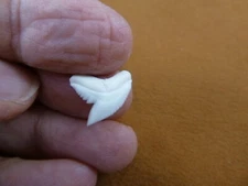 st-0-22 Small 5/8" modern White TIGER SHARK TOOTH Teeth jewelry Cuvier not wired