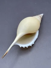 Tibia Martini Rostellariella Sea Shell