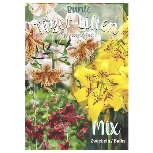 Lilienzwiebeln Sets bunte Blumenzwiebeln Lilium Zwiebeln Knollen Lilien Blüte - Bild 2 von 89