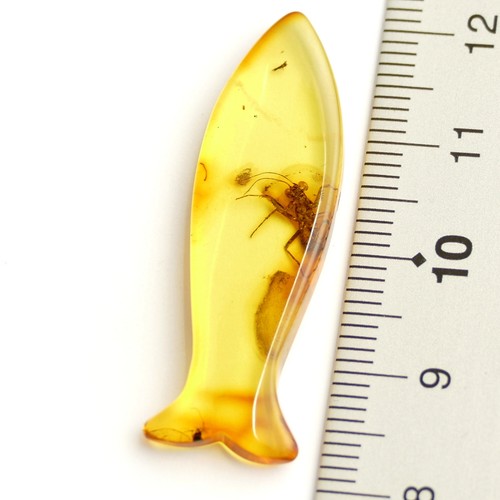 Bernstein Inkluse Inklusen Einschluss Insekt Gottesanbeterin Mantodea IN263 - Bild 7 von 7