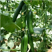 Beit Alpha Cucumbers Seeds (25 Seed Packet) (More Heirloom, Organic, Non GMO, Ve