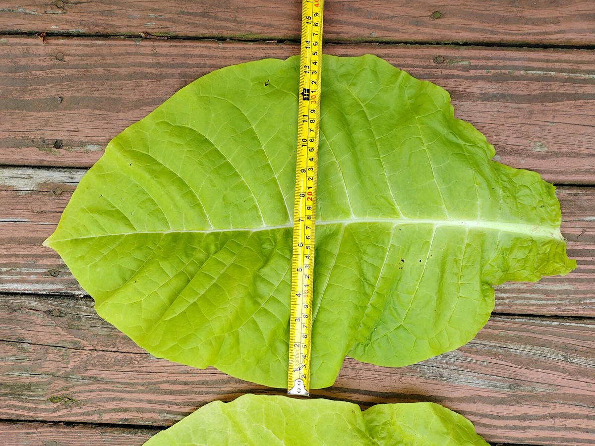Kentucky Brown Burley Tobacco over 3000+ seeds Grow Instruction Incl-d 2025  Crop