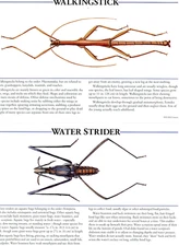 Walkingstick & Water Strider Illustration Art Print Poster Bug Insect Picture