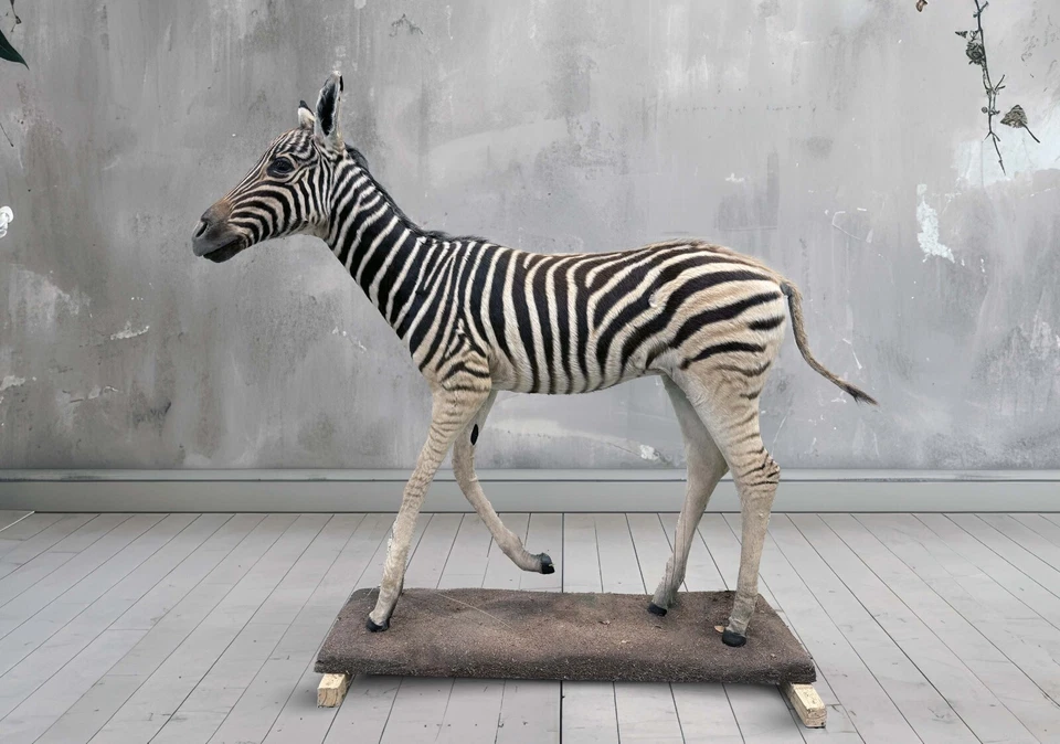 Zebra - Baby Zebra full size. Brand new and perfect condition - mounted - image 2 of 3