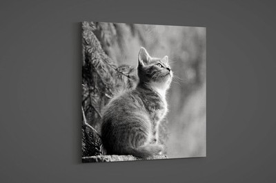 Artographie - Young Cat - Art Print on Paper or Canvas
