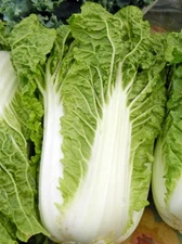 Michihili, Chinese Cabbage Seeds, NON-GMO, Variety Sizes, FREE SHIPPING