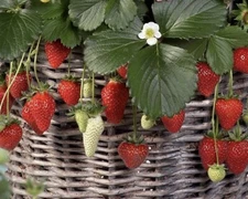 25++ Mixed  strawberry seeds | Everbearing - Fragaria, Fruit seeds - USA