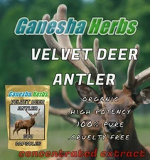 NEW VELVET DEER ANTLER 30:1 Extract, IGF-1 Maximum Strength BULK 600 capsules 🦌