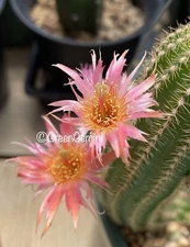 LINCOLN  POLKA Chamaecereus European Hybrids Rooted Pups Peanut Cactus