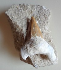 Piękna matryca Haizahn 💖 (S356 Zobacz!!