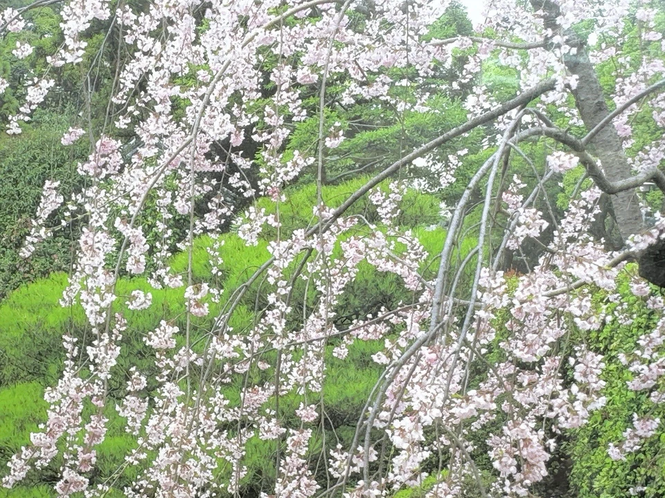 Spring Garden/Kyoto 1000 件拼图 EPOCH 日本制造 密封 — 第 2/4 张图片