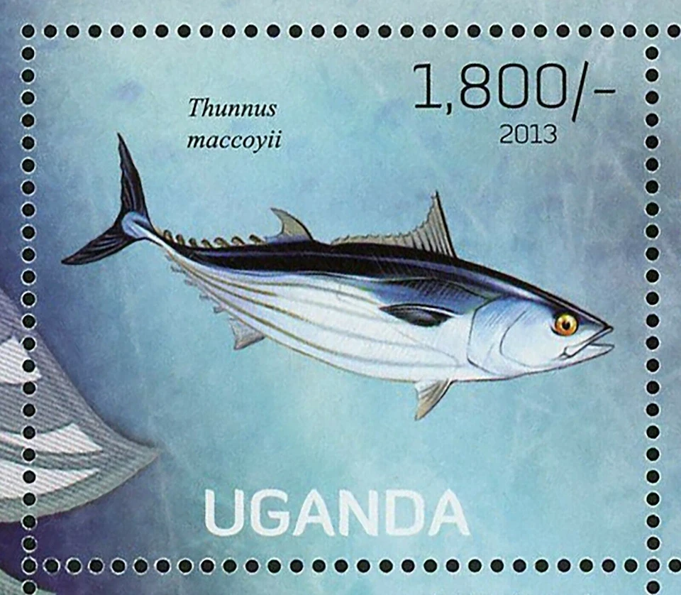 Fish Stamp Thunnus Maccoyii Schilbe Mystus Oxynotus Centrina S/S MNH #3020-3023 - Image 3 of 4