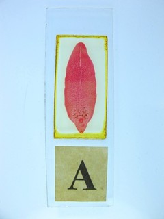 Vintage microscope slide. Liver Fluke. Untitled. Large specimen.