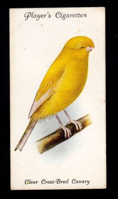 40378/ Players´s Cigarettes   Birds   No. 3   Clear Crest-Bred Canary