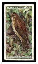 SPOTTED FLYCATCHER #10 OGDENS CIGARETTES BRITISH BIRDS CUT OUT 1924 TOBACCO CARD