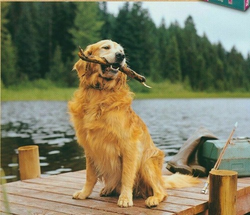 Tan Brown Dog with Stick on Dock Eukanuba Food Vintage Magazine Print Ad 2001