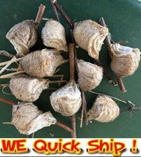 Ten Praying Mantis Egg Case FREE Hatching Habitat Bag Picked Fresh 2026 Season