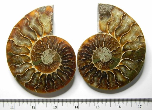Coppia di ammoniti, lucidate 4 pollici x 3 1/4 pollici 229,67 grammi Madagascar - Foto 11 di 12