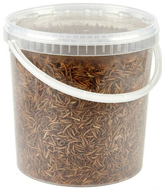 Premium Dried Mealworms 10 Litre Bucket for sale online eBay