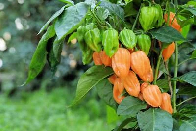 SEEDVILLE USA 50 Hot ORANGE HABANERO PEPPER Capsicum Chinense Vegetable Seeds