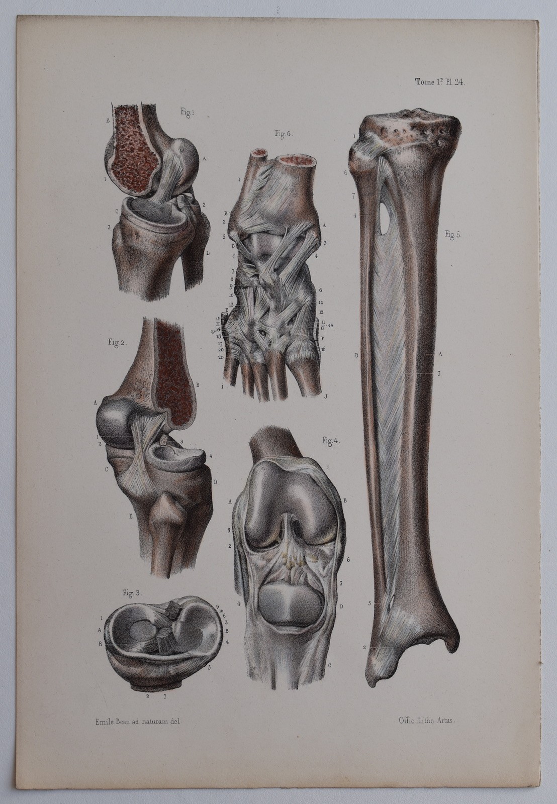 Anatomy Syndesmology Joints Color Engraving 1844