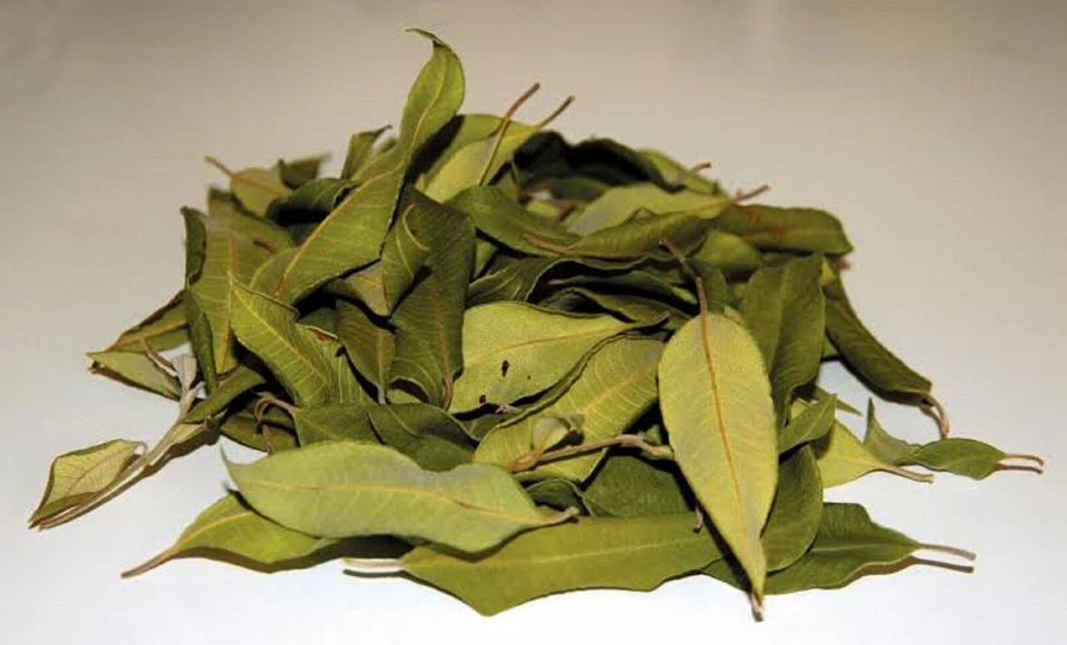LEMON MYRTLE BACKHOUSIA CITRIODORA 1000 FRESH SEEDS SCENTED BULK WHOLESALE - Image 4 of 4