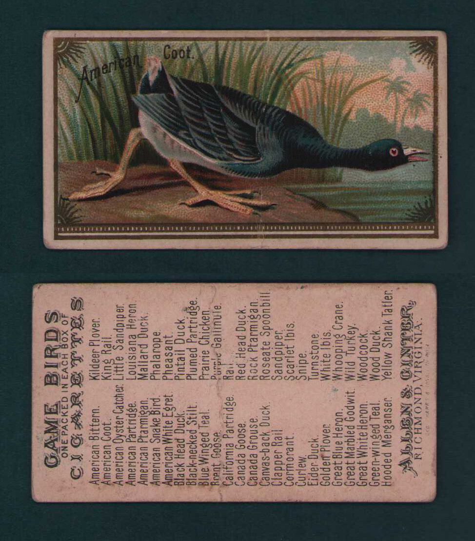 1889 Allen & Ginter - N13 Game Birds Tobacco Cards - U Pick | eBay