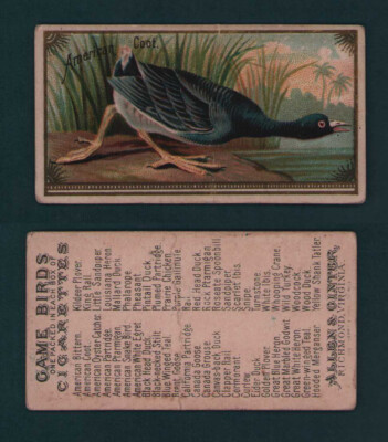 1889 Allen & Ginter - N13 Game Birds Tobacco Cards - U Pick | eBay