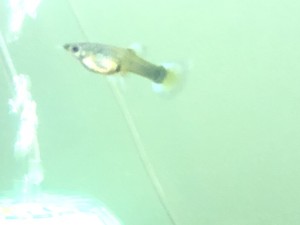25 Live Gambusia Mosquito Fish Koi Pond Aquarium Feeder Fish
