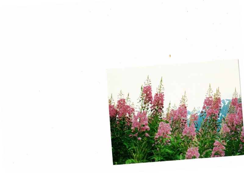 Nature's Colorful Wild Flowers Photo by Tim Pengra Postcard