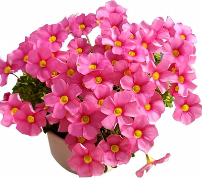 Oxalis Iron Rubra Bulbs 2-6 Bulbs(10G) Good Luck Plant Fast Growing Year round C