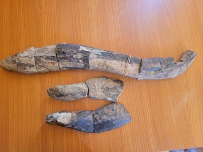 Devonian fish.  Titanichthys. Extremely rare complete jaw and frontal bones.