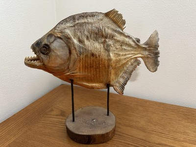 Large 11.5 '' Taxidermy Real Piranha Fish On wood Stand Amazon Wilderness