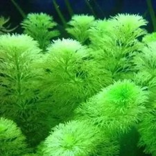 Ambulia Cuttings ( 5x 10cm )