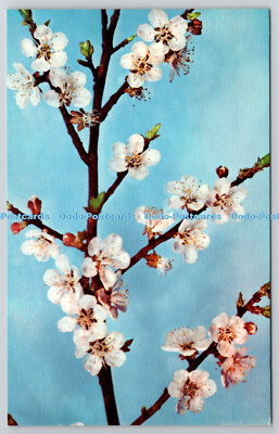 R735290 Prunus Armeniaca Linn Ware Konvolut Blaschka Glas Modelle Pflanzen