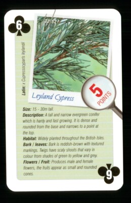 1 x playing card info of Tree Leyland Cypress 6 of Clubs R067