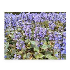 252 piece puzzle with flowers