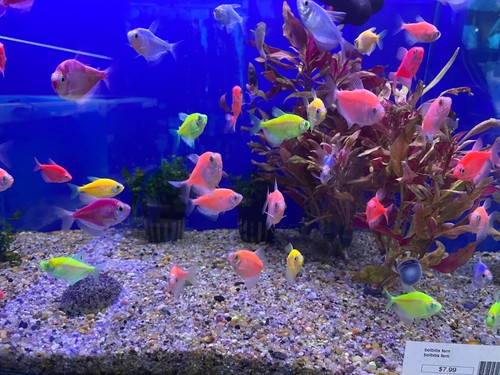 Group of 5 Live Glofish Tetras Assorted Colors Premium Freshwater Tropical Fish