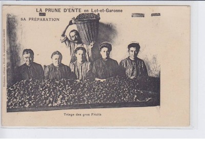 LOT-et-GARONNE: the ente plum, its preparation sorting large fruits - tr