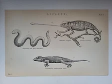 Antique Print 1870 Lizards Engraving Common Chamaeleon Gecko White Amphisbaena