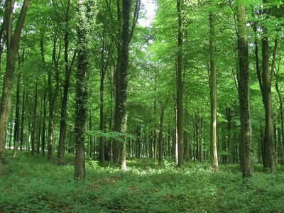 #ad #ad Photo 6x4 Surgeons Fields Patching A wood located to the south of Barnsta c2017 GBP 2.00