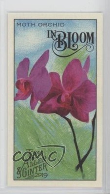 2019 Topps Allen & Ginter In Bloom Minis Moth Orchid #IB-8 fo7